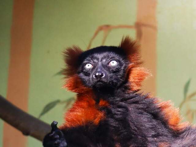 Bojnický lemur sa našiel. Zvieratko dobrovoľne prišlo za ošetrovateľkou, presvedčila ho obľúbená pochúťka