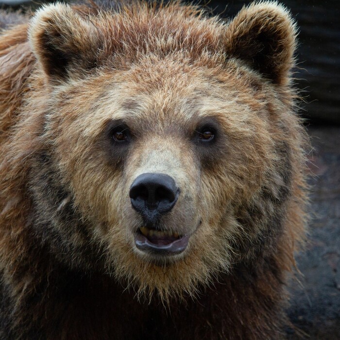 medveď