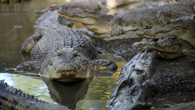 Indonezia krokodil krokodily