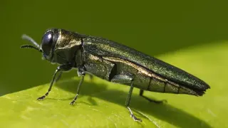 Agrilus planipennis (krasoň jaseňový)