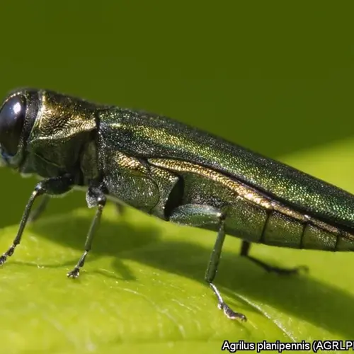 Agrilus planipennis (krasoň jaseňový)