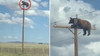 Video, ako medveď uviazol na elektrickom vedení, sa stalo virálnym. Ochranári sa mohli len bezmocne dívať
