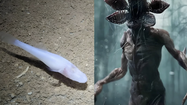 ryba démon a Demogorgon Stranger Things