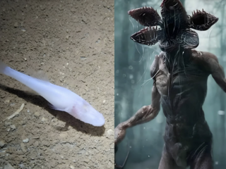 ryba démon a Demogorgon Stranger Things