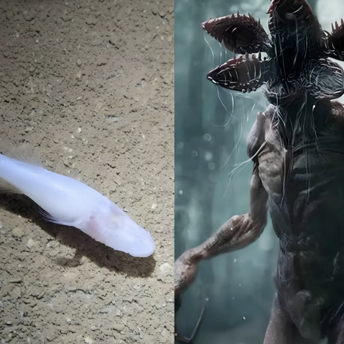 ryba démon a Demogorgon Stranger Things