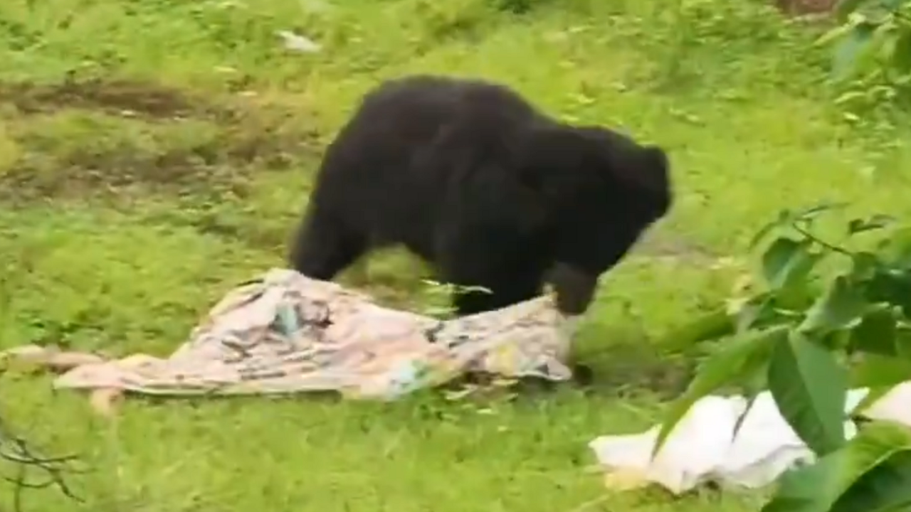 Medveď útok India