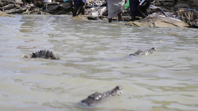 krokodíly baringo.jpg