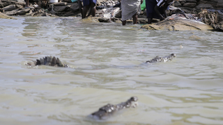 krokodíly baringo.jpg