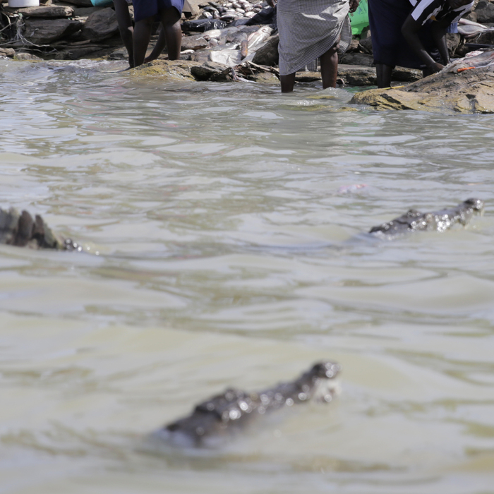 krokodíly baringo.jpg