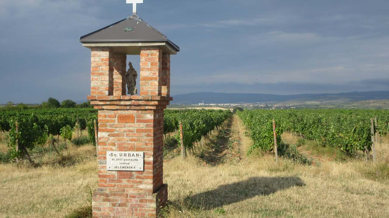 vinič svätý Urban viniče 