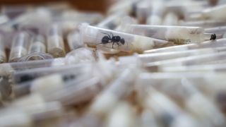 Kenya_Ant_Trafficking_08672.jpg