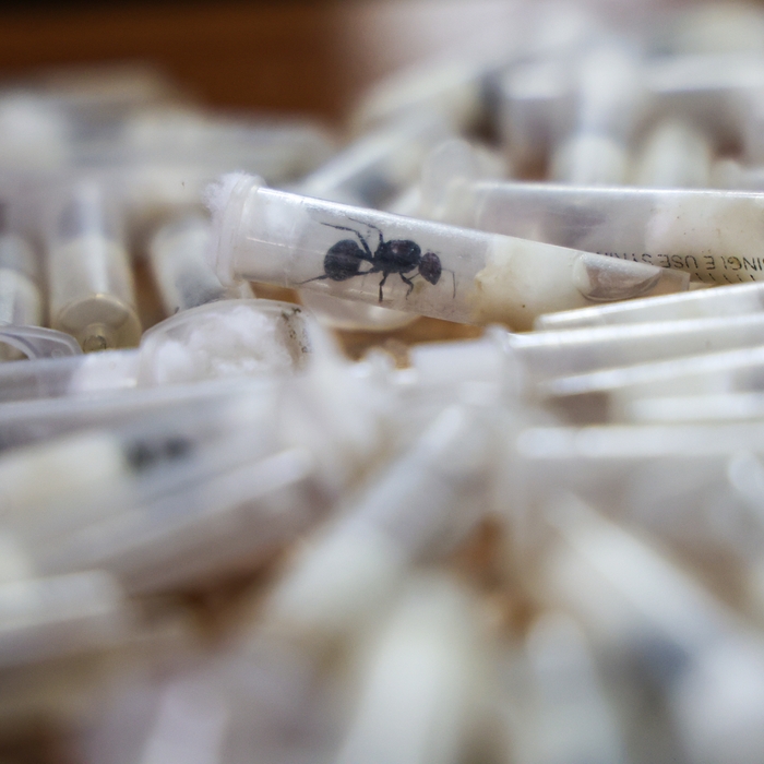 Kenya_Ant_Trafficking_08672.jpg