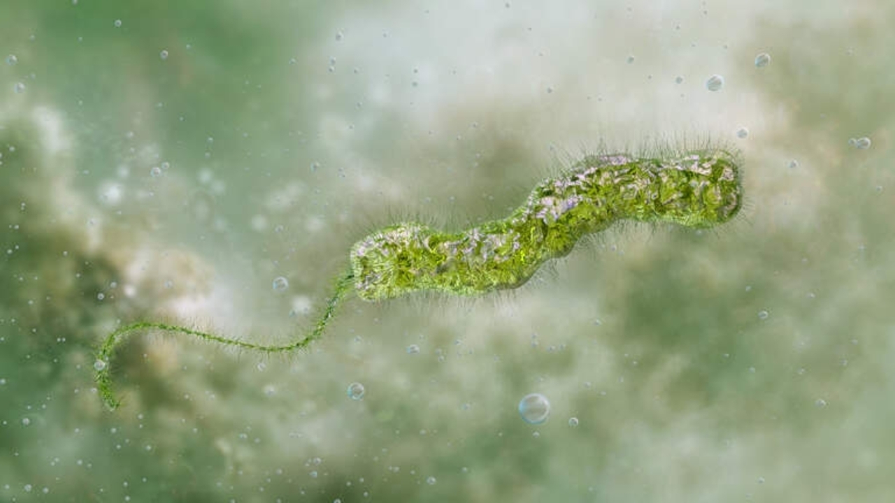  Vibrio vulnificus