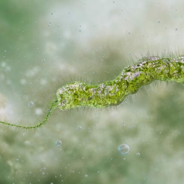 Vibrio vulnificus