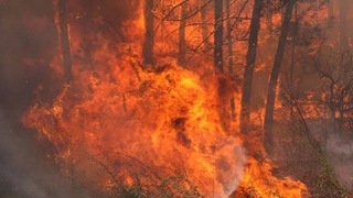 V belgickom parku vyčíňa najväčší lesný požiar za 30 rokov. Oheň už zasiahol 1 600 hektárov, ľuďom hrozí evakuácia
