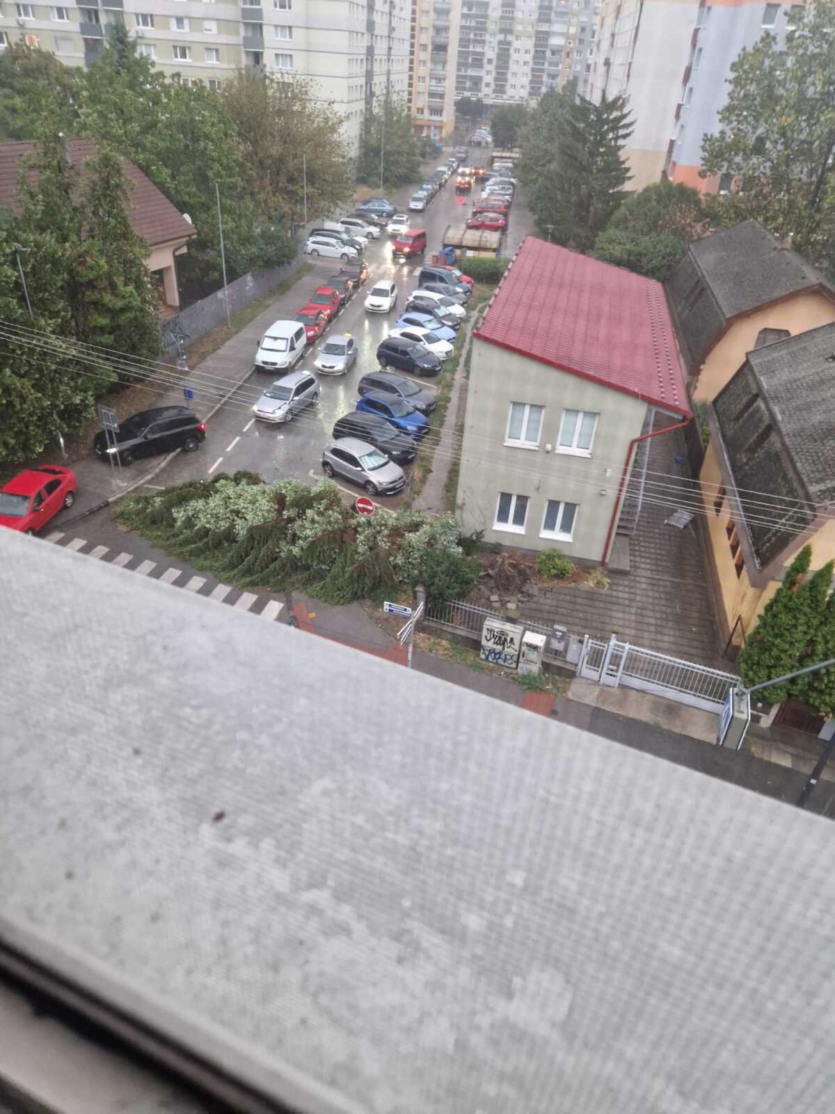 spadnutý strom.jpeg
