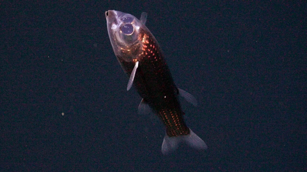 nová ryba Winteria telescopa 