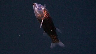 nová ryba Winteria telescopa 