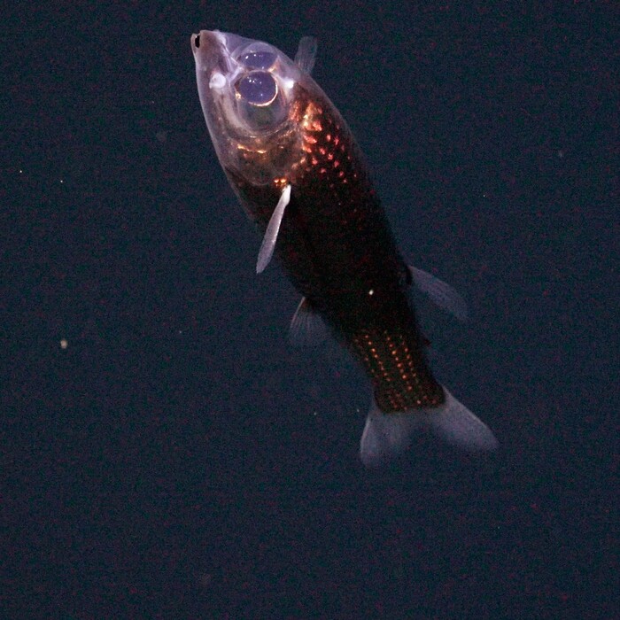 nová ryba Winteria telescopa 