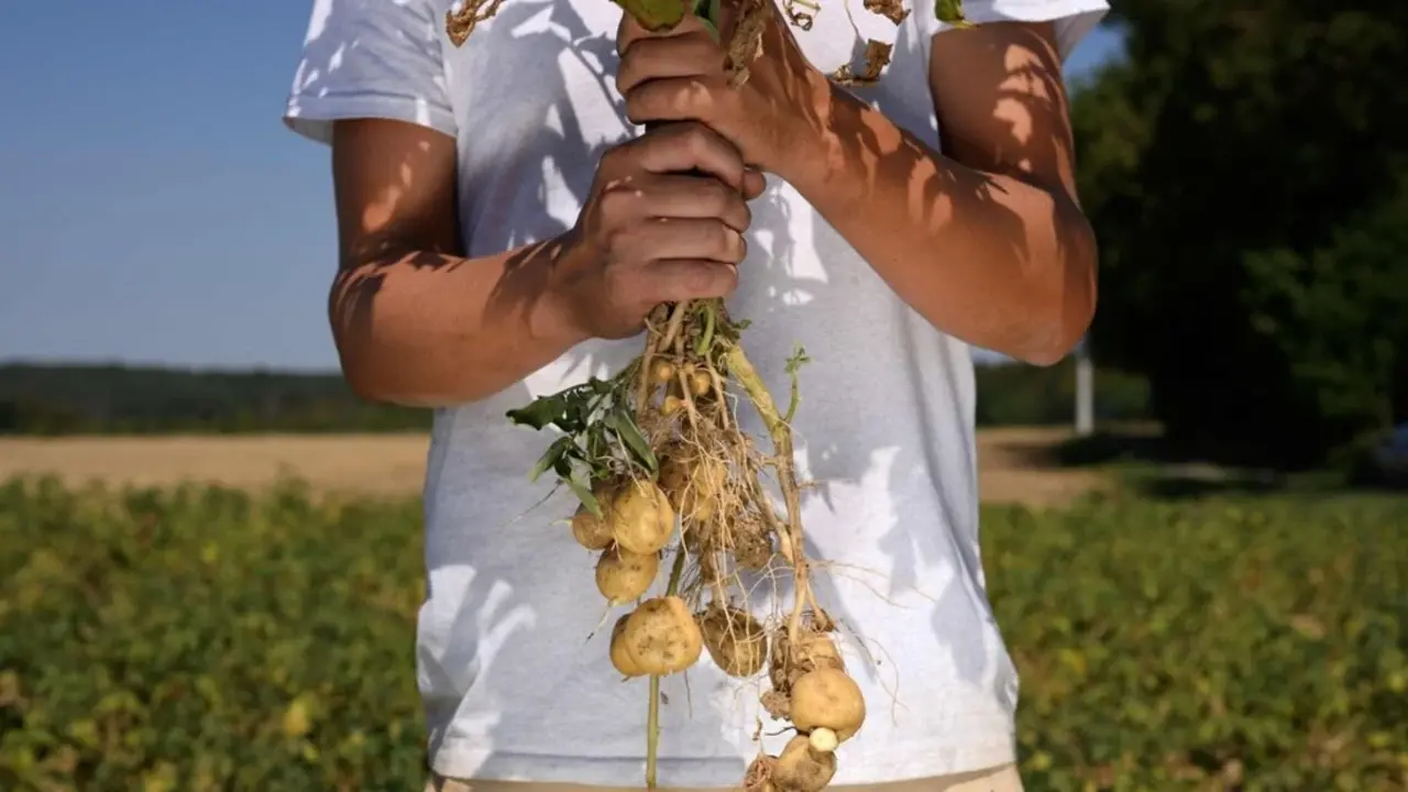zemiak zemiaky úroda farmár