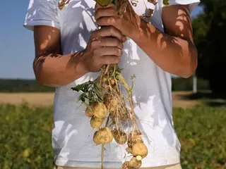 zemiak zemiaky úroda farmár