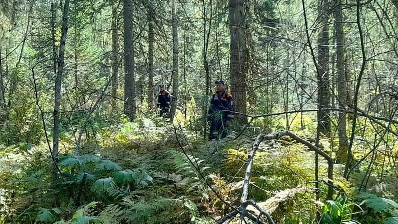 les medveď pátranie 