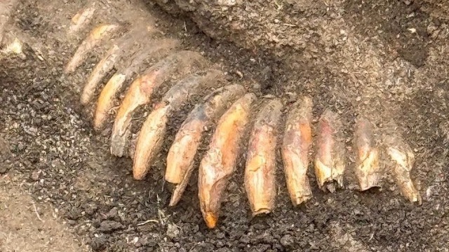zuby, archeológia