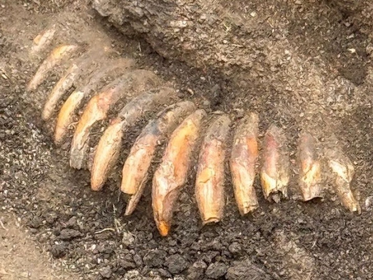 zuby, archeológia