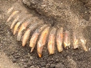 zuby, archeológia