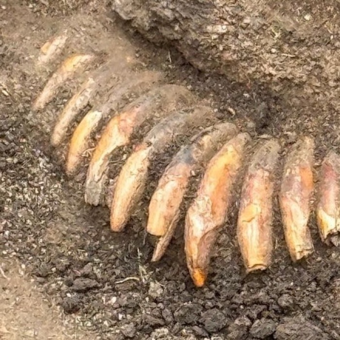 zuby, archeológia