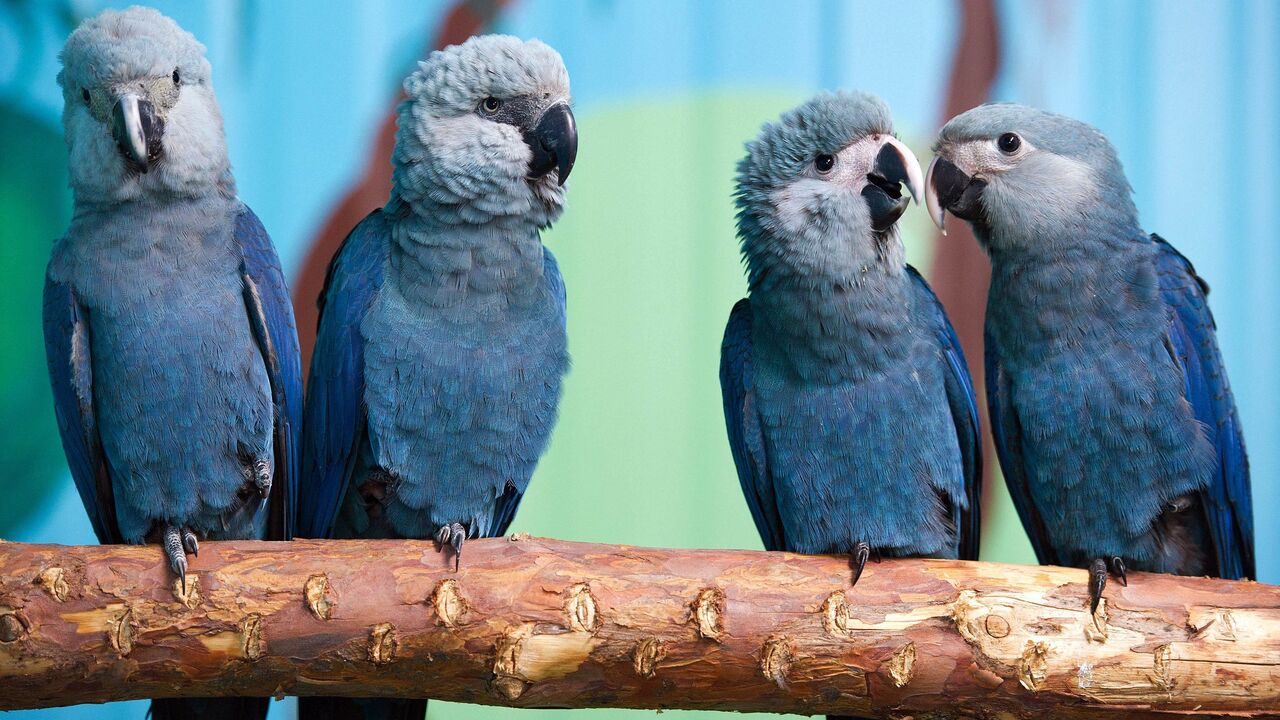 180909001129-rio-parrot-extinct.jpg