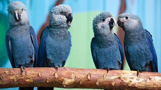 180909001129-rio-parrot-extinct.jpg