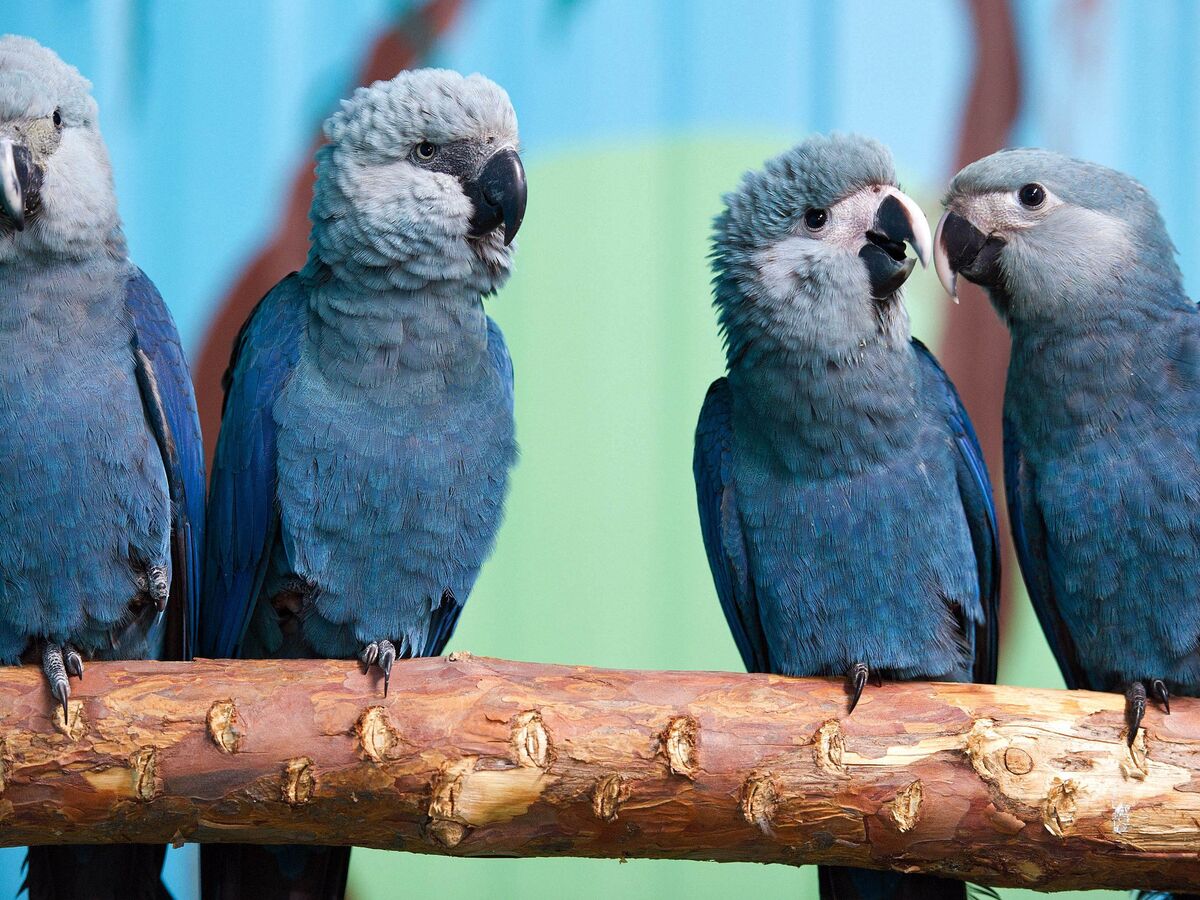 180909001129-rio-parrot-extinct.jpg