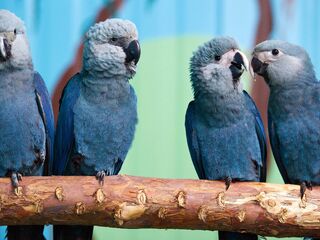 180909001129-rio-parrot-extinct.jpg