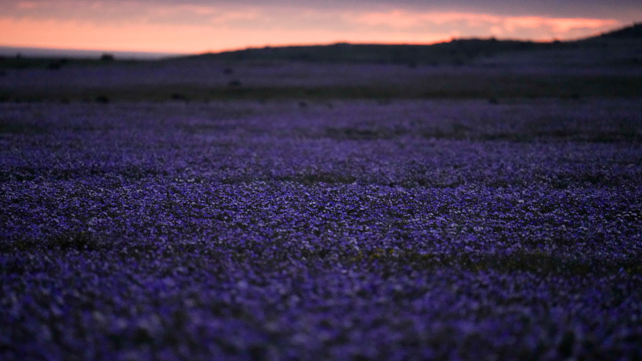 Atacama kvety
