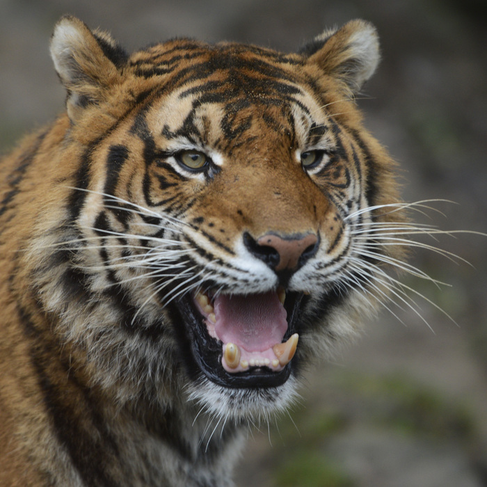 tiger