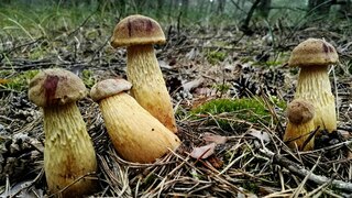 Aureoboletus projectellus.jpg