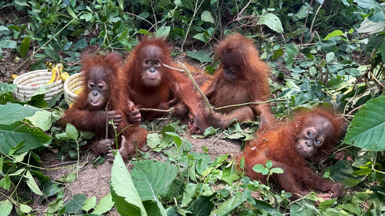 male orangutany orangutan