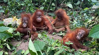 male orangutany orangutan