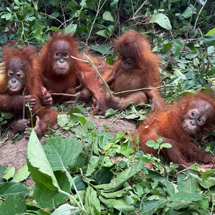 male orangutany orangutan