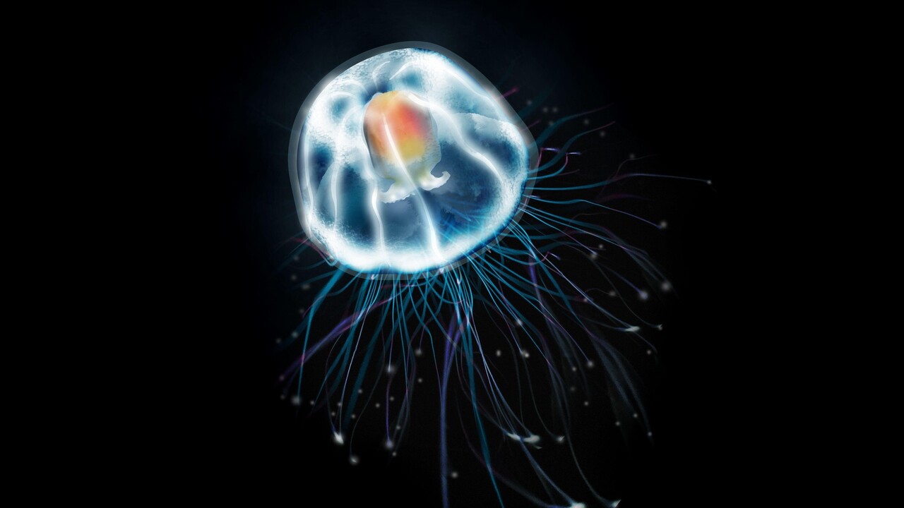 medúza Turritopsis dohrnii
