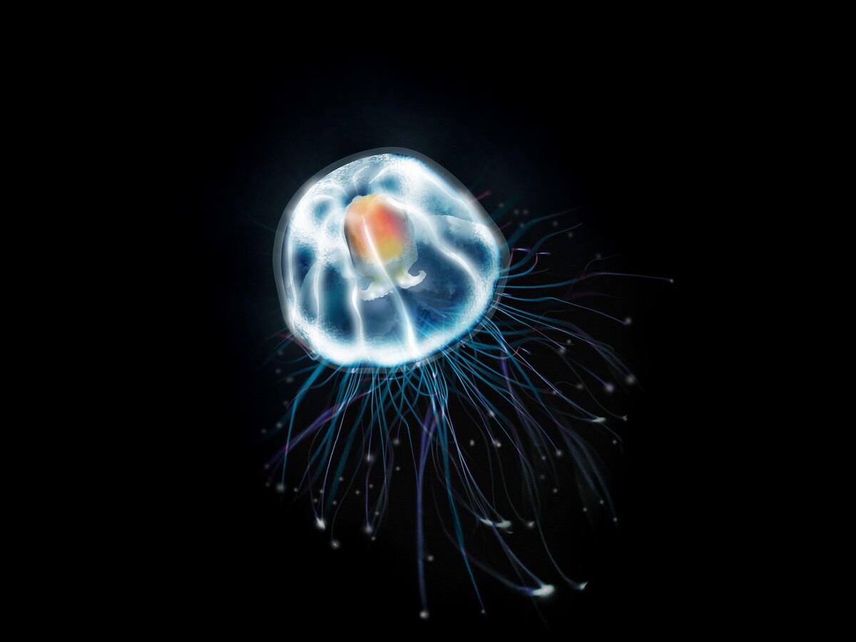 medúza Turritopsis dohrnii
