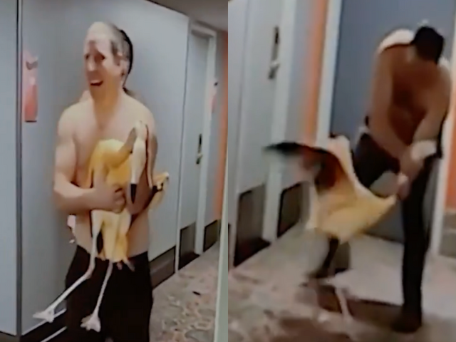 VIDEO: Po 40 pivách dostal nápad, ktorý ho môže stáť roky slobody. Opitý turista si do izby priniesol plameniaka