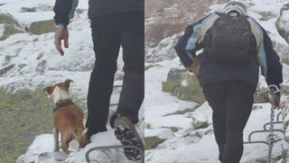 turista pes Kriváň
