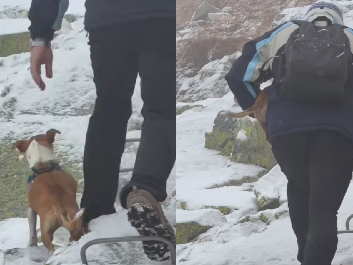 turista pes Kriváň