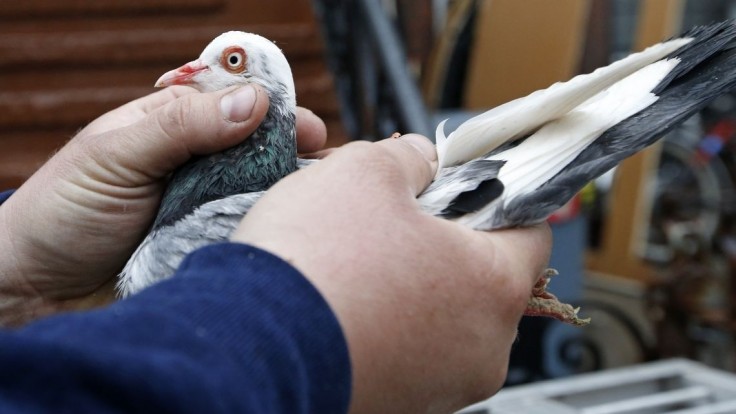 V Barcelone sa premnožili holuby, nakŕmia ich antikoncepciou