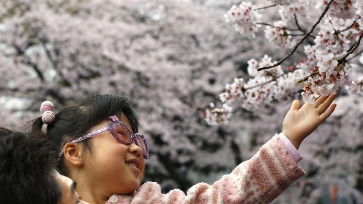 Do Tokia prišla typická japonská jar, začali kvitnúť sakury