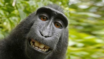 Opica a fotograf našli kompromis v spore o autorské práva na selfie