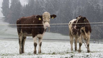 Pri hraniciach Česka sa objavila forma choroby šialených kráv
