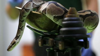 Našli trojokého hada, podľa odborníkov zmutoval prirodzene